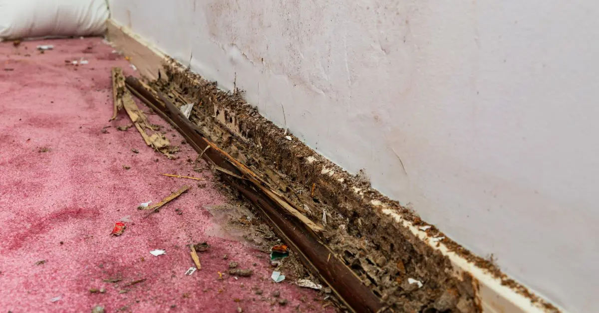 Termite-infested wall