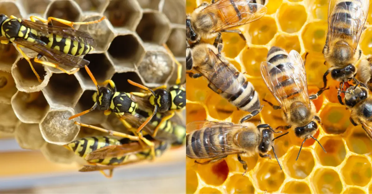 Wasp vs bee