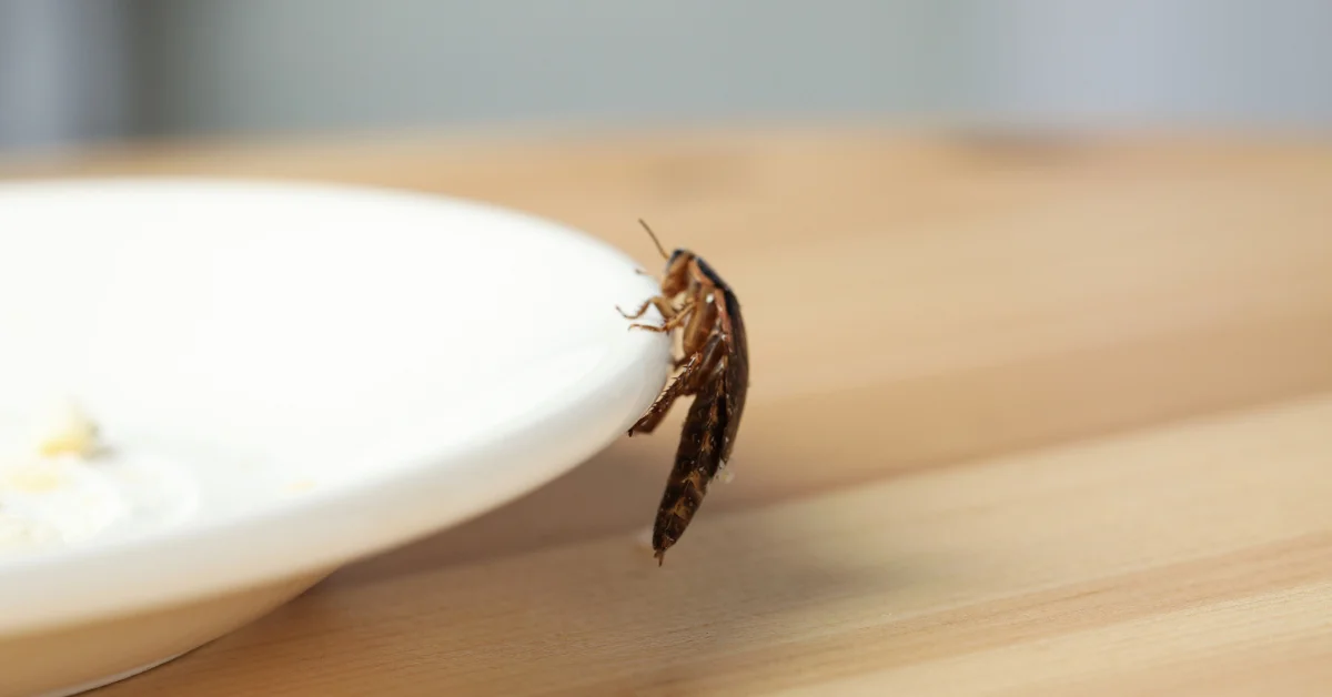 Cockroach on a plate