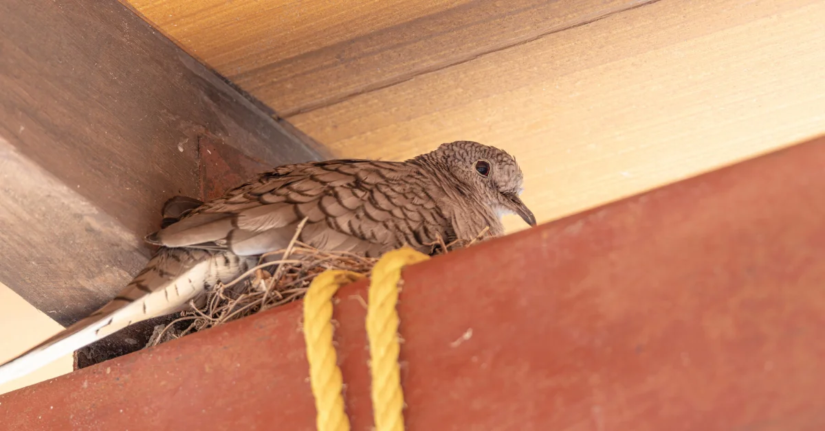 Bird nesting at home