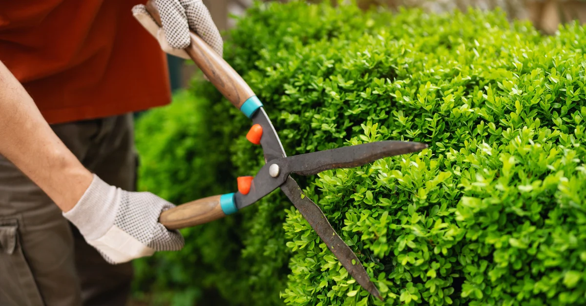 Trimming bushes to keep insects away