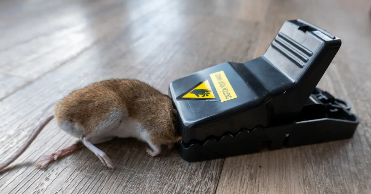 A mouse caught in a trap