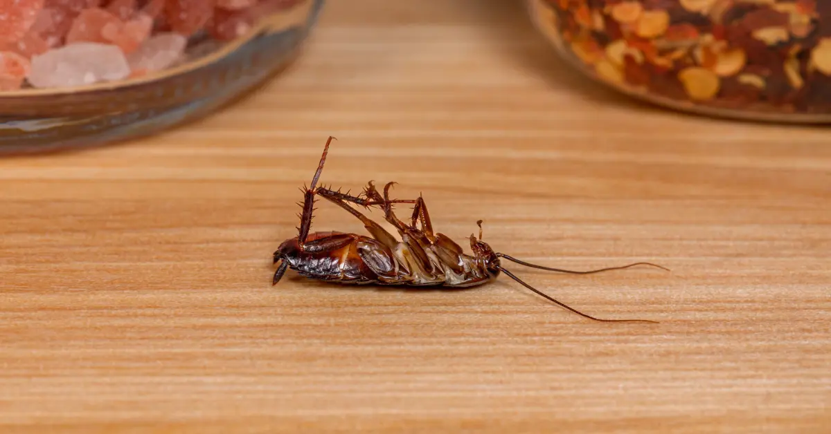 A cockroach that died near food