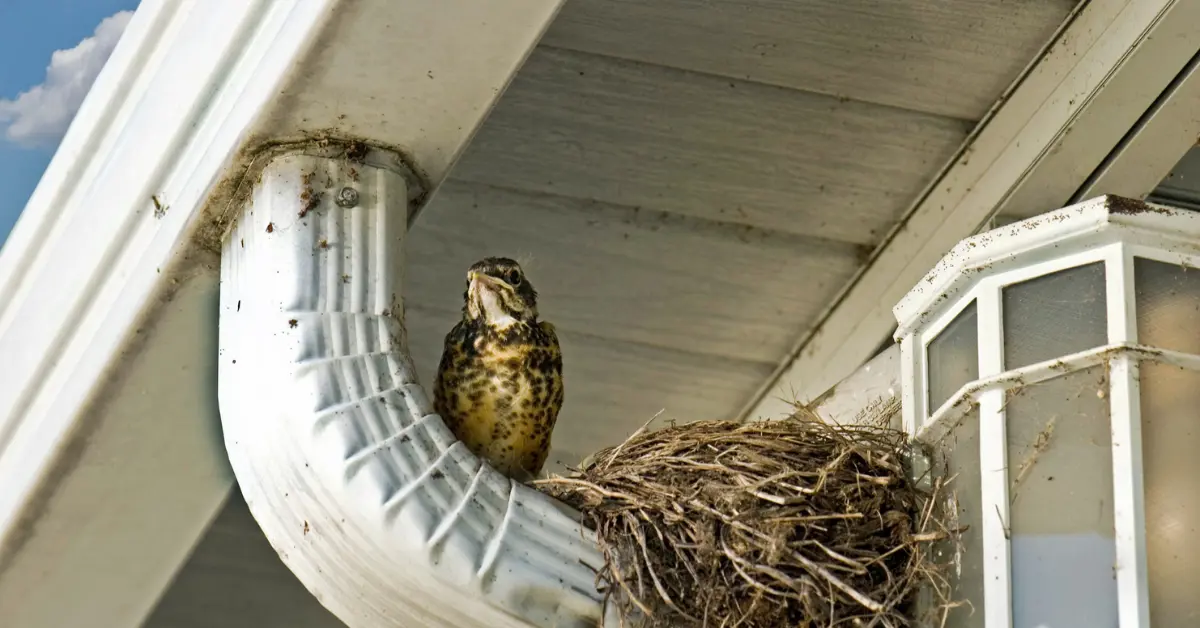A bird with a nest in someone's house