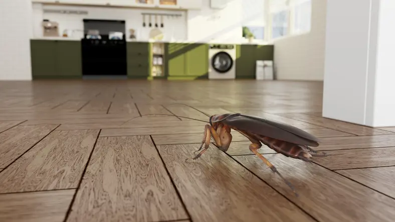 A cockroach at home