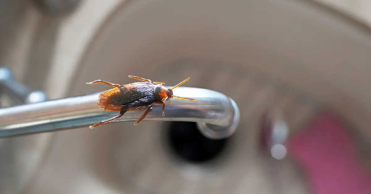 Cockroach on faucet
