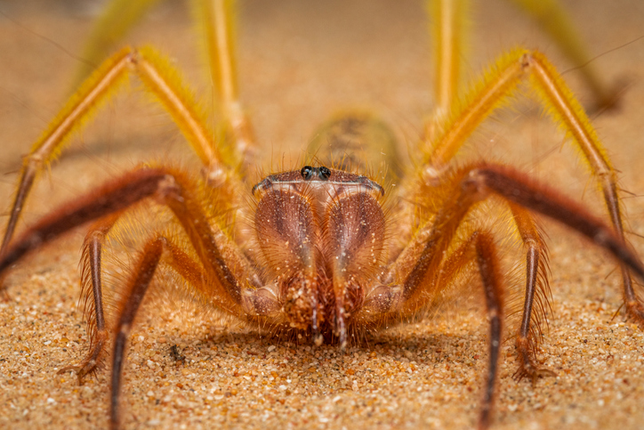 Close up image of a tan camel spider