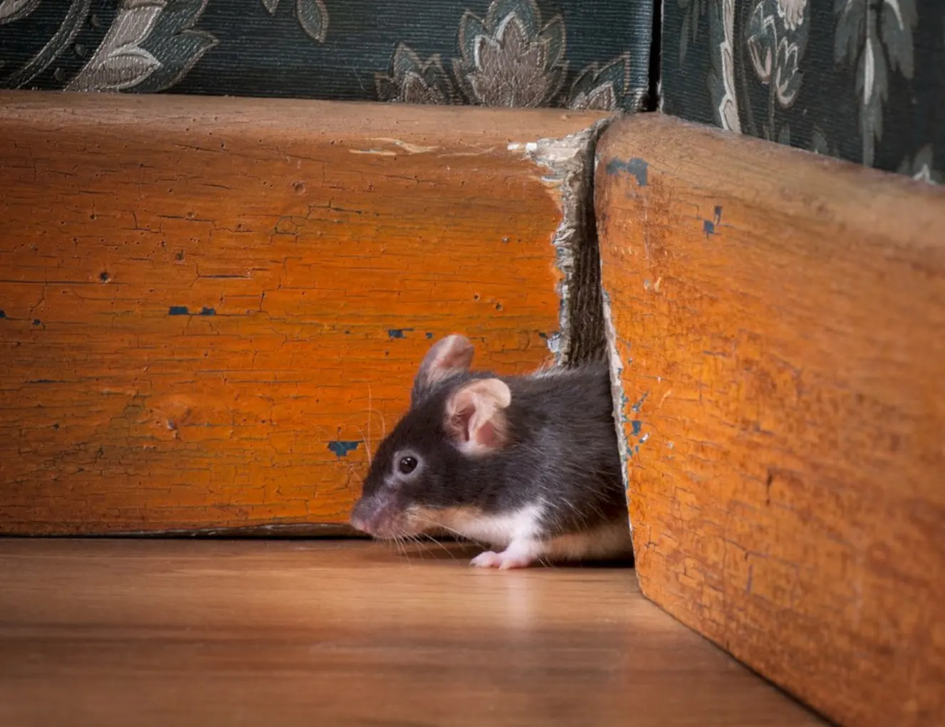 All-Season Advice to Keep Mice Away | Burns Pest Elimination