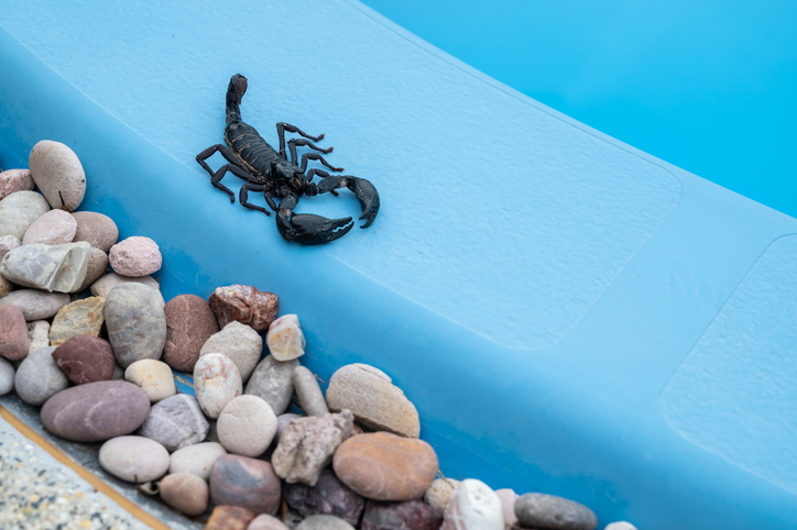 A dark scorpion rests on the edge of a bright blue pool, beside some smooth rocks