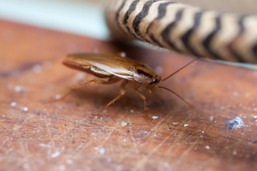 Do Cockroaches Like the Heat? Surprising Facts Revealed!