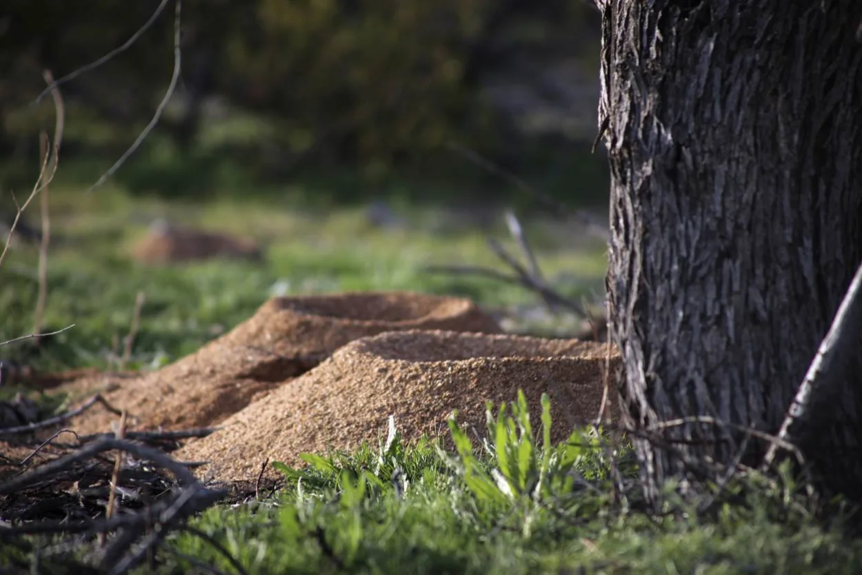 Two anthills sit at the base of a tree