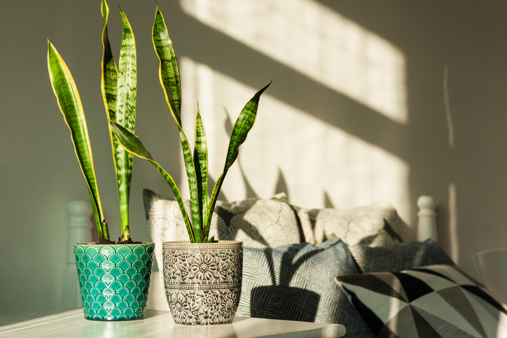 Two snake plants in decorative ceramic pots sitting in the sunlight on a white table. 