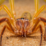A camel spider displaying its brown figure on the desert sand.