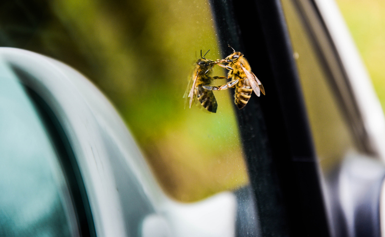 A bee shown up close on a car window