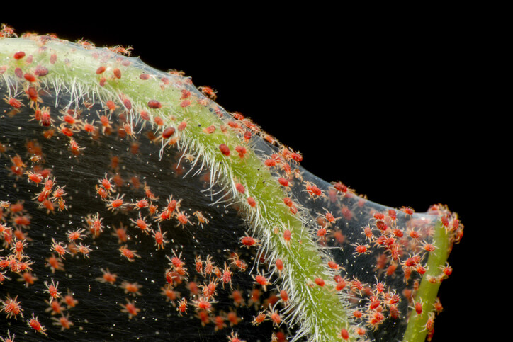 A colony of red spider mites infesting a hairy green plant stem