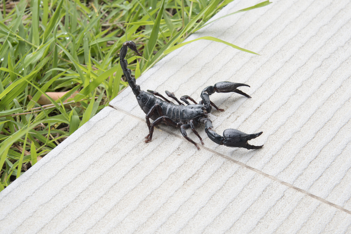 A black scorpion stands defensively on white concrete pavement.